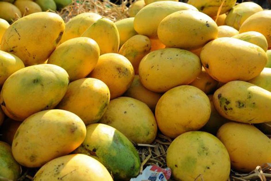 काठमाडौँमा सुरु हुँदैछ ‘नेपाल म्याङ्गो फेस्ट’, स्थानीय किसानबाट प्रत्यक्ष आँप किनमेल गर्न पाइने मौका