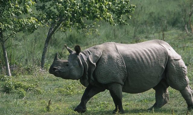 Rhino census uncertain due to budget crunch following suspension of USAID project