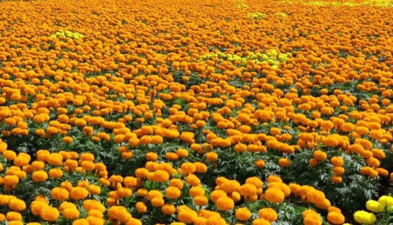 सयपत्री फूलको प्रयोग बढ्दा कृतिम फूलको आयात घट्यो
