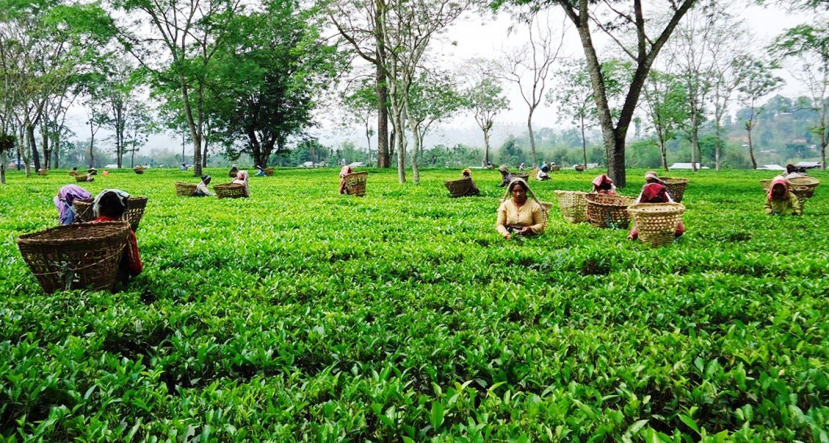 नेपाली चियाको चमक विश्वमा फैलिँदै, ११ महिनामै ३ अर्ब ८६ करोडको निर्यात