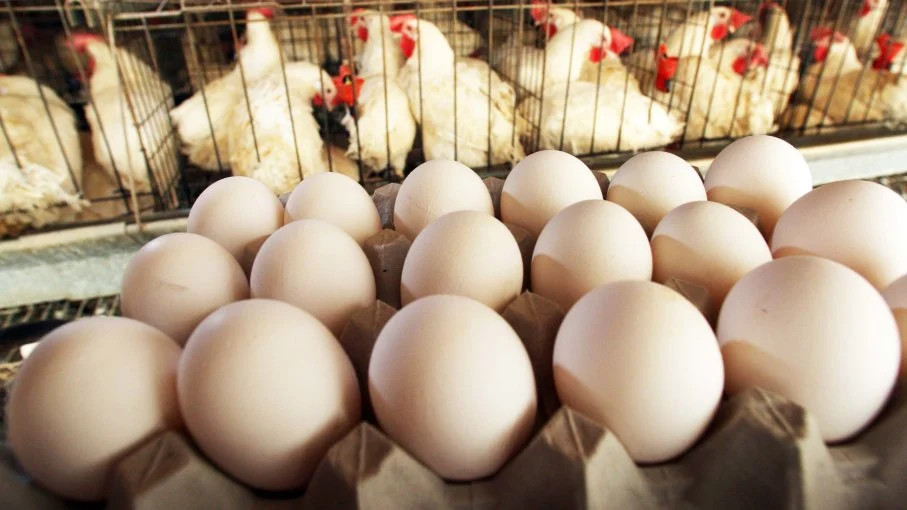 Nepal Layers Poultry Farmers Association increases price of egg