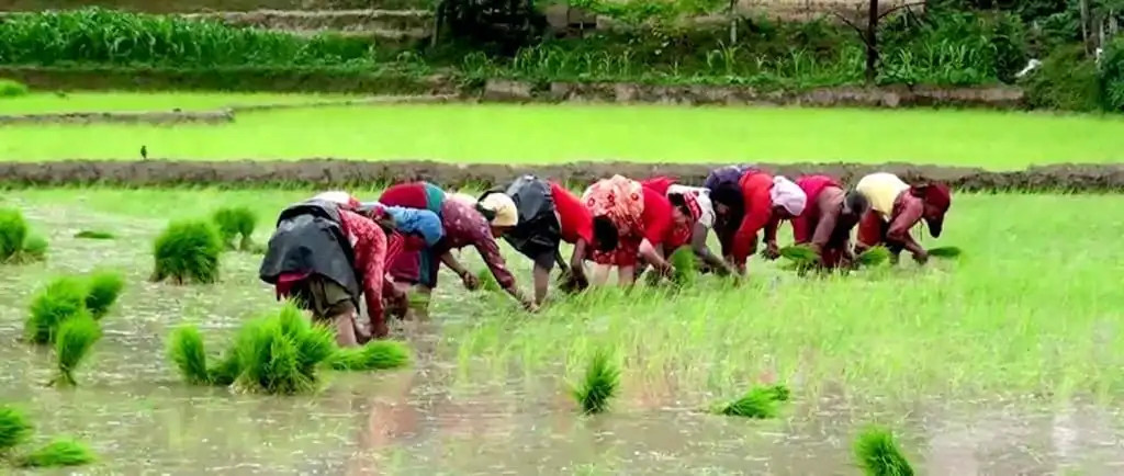 देशभर ५९ प्रतिशत धान रोपाइँ सम्पन्न, साउन अन्तिमसम्म ९८ प्रतिशत पुग्ने अनुमान