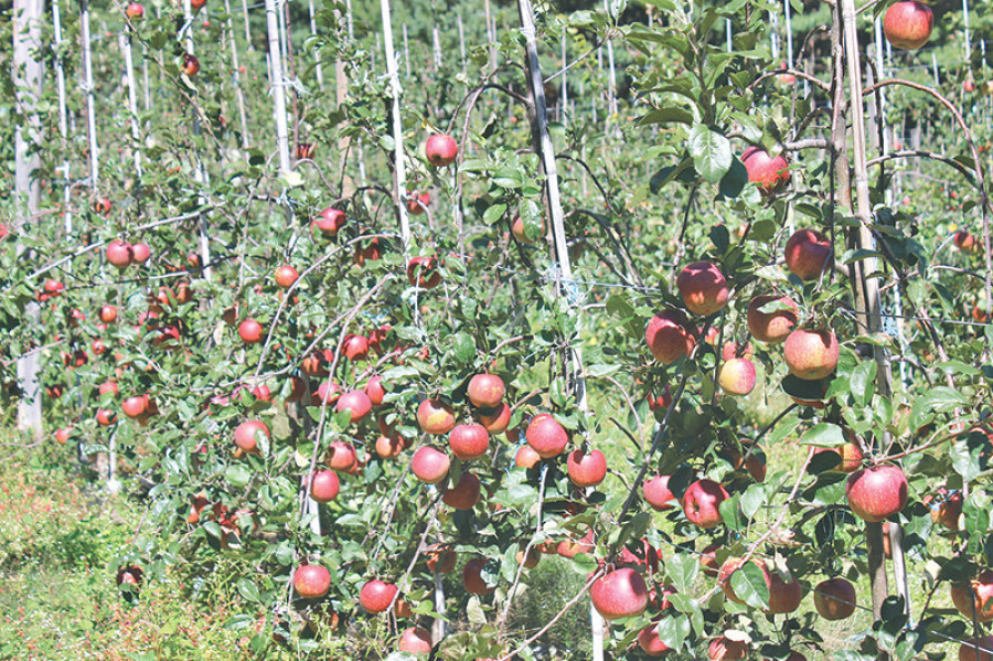 Bhojpur farmers attracted to apple farming