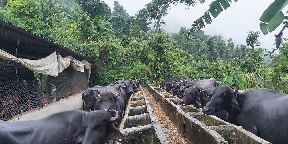 पूर्वप्रधानमन्त्री प्रचण्डका बेला भएको सहमति टेकेर भएको राँगा भैसीको मासु चीन निर्यात गर्ने सम्झौता नेपालका लागि अवसर हुन सक्ने