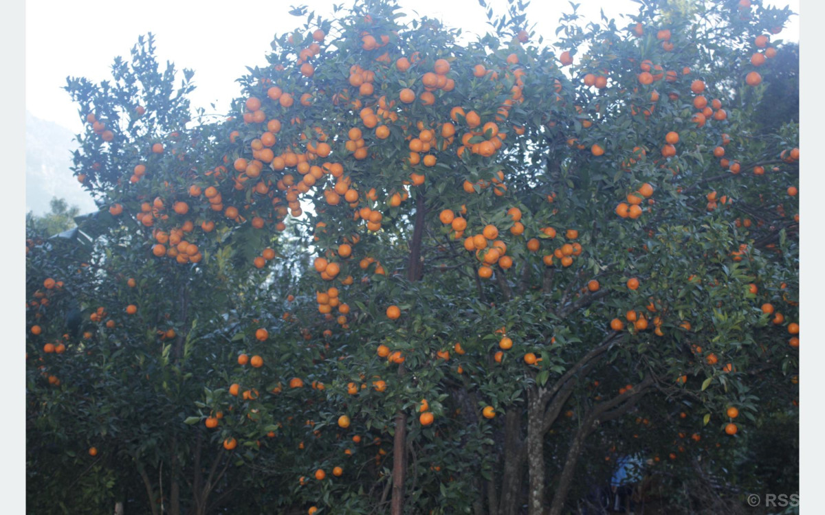 म्याग्दीको दोसल्ले गाउँबाट रु एक करोड ५० लाख बढीको सुन्तला बिक्री