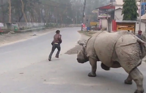 गैँडाको आक्रमणमा परी दुई घाइते