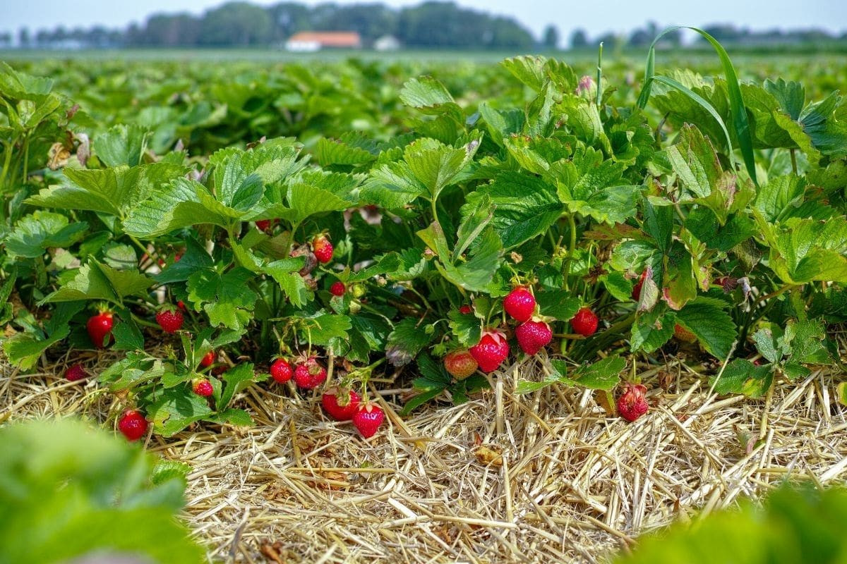 Commercial strawberry farming gaining ground in Dang