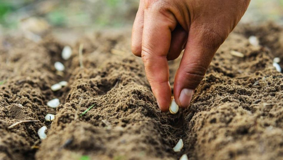 Farmers of Madhes province to get Rs 2 billion grants