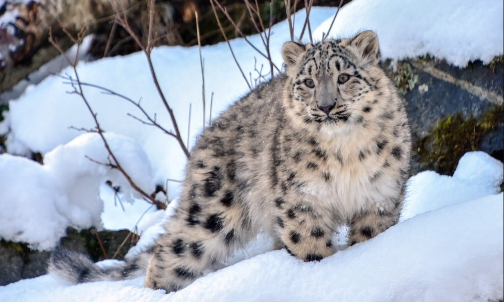 हिमचितुवा र मानवबीचको द्वन्द्वले उपल्लो मुस्ताङको पशुपालन व्यवसाय सङ्कटमा