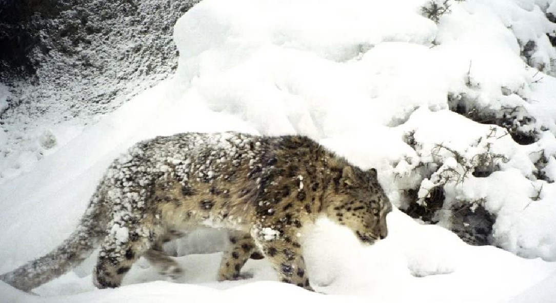 Livestock farming faces threat after increasing leopard attacks in upper Mustang