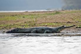 103 crocs released in Rapti River